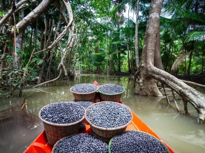 Açaí aus dem Amazonasgebiet