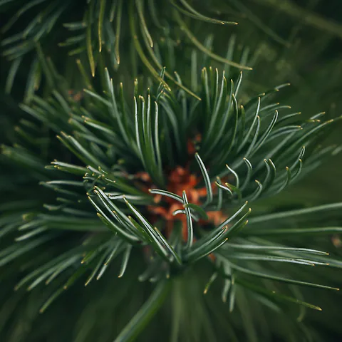 Swiss stone pine – raw material for products
