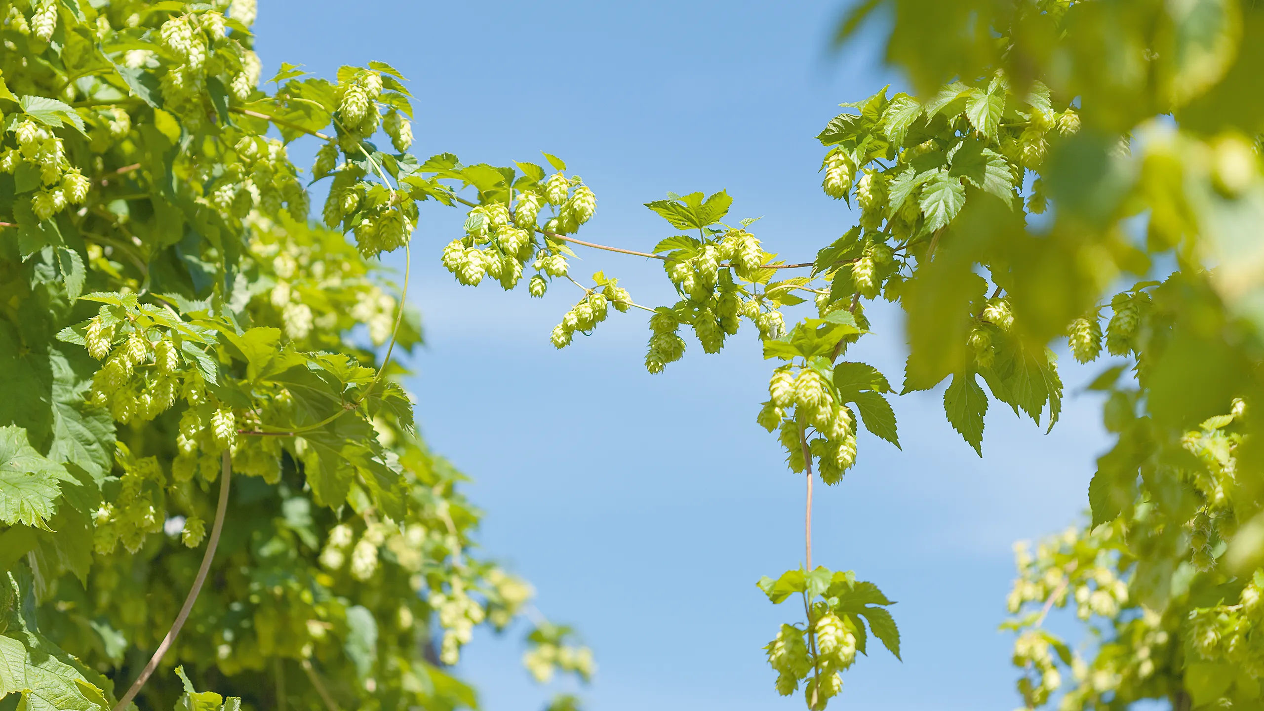 Hopfen