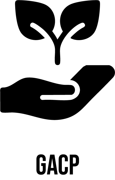 Cannabis-Blüten