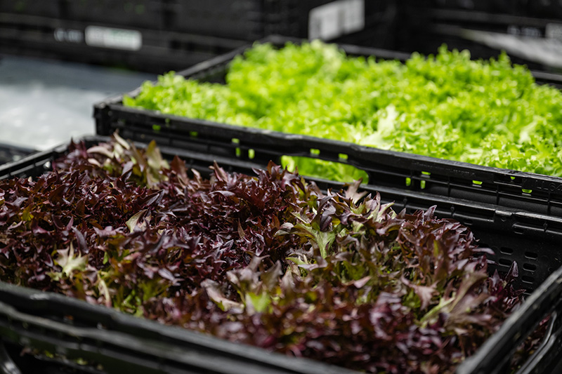 Marktstand mit frischen Salaten im Grosshandel