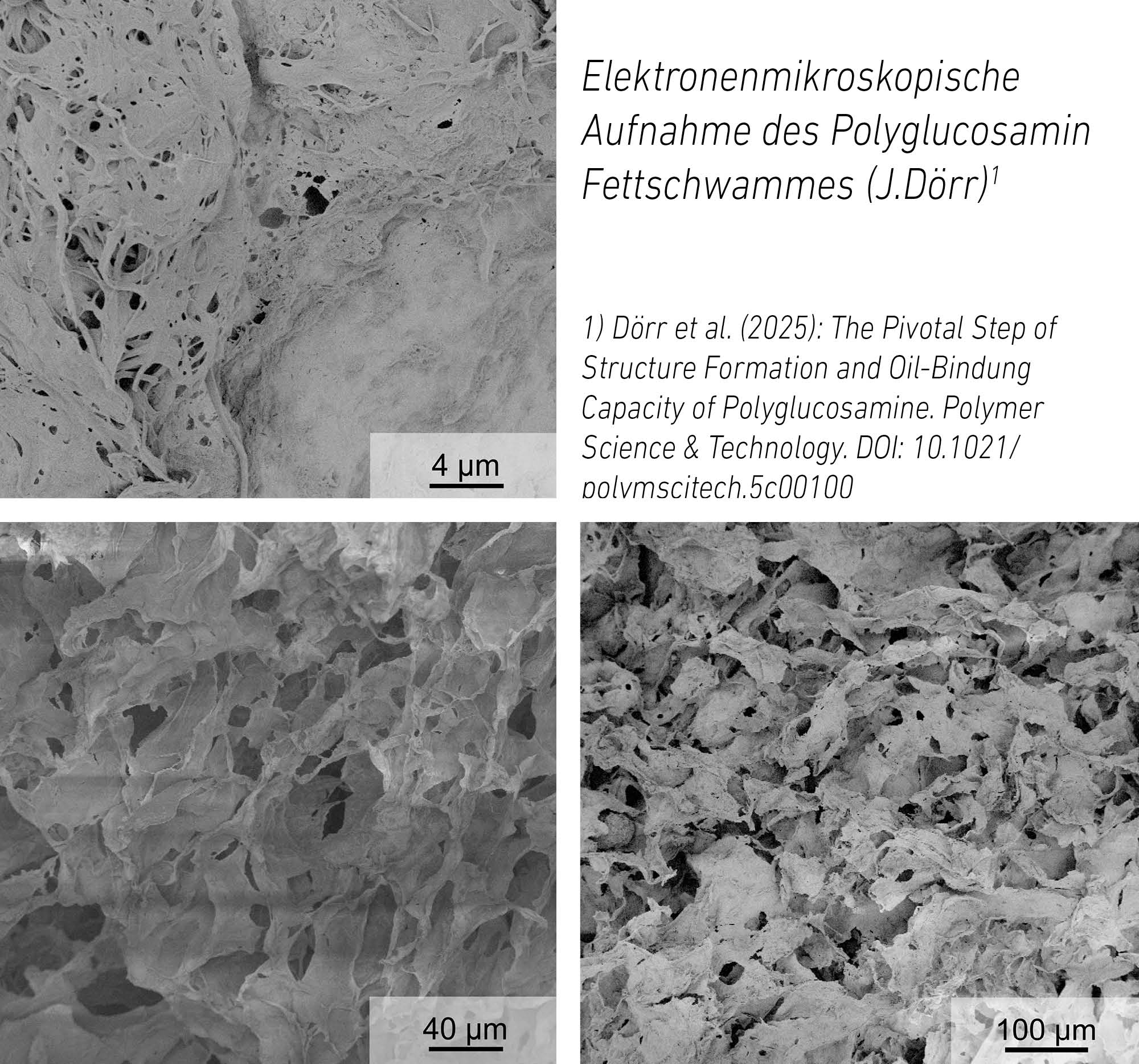 Polyglucosamin-Fettschwamm unter dem Elektronenmikroskop