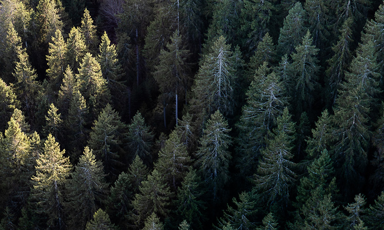 Holzheizungen (Biomasse)