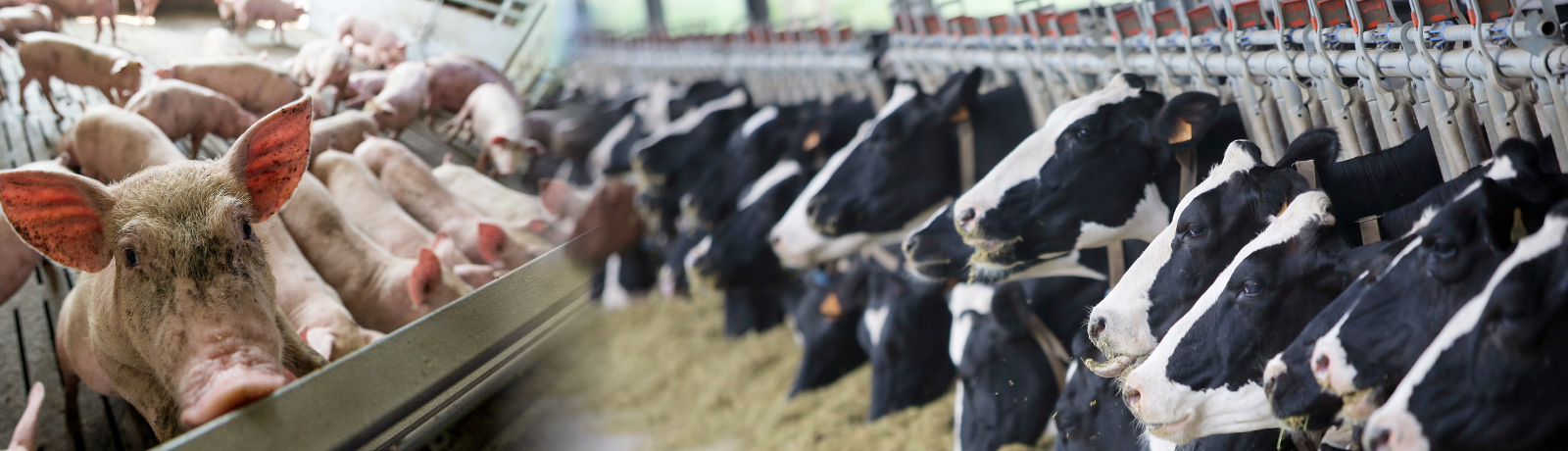 Gülletechnik für den Einsatz in der Landwirtschaft