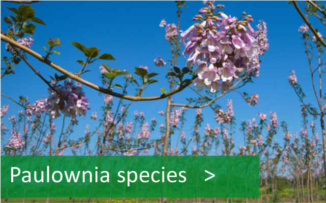 Paulownia-Arten im Sortiment