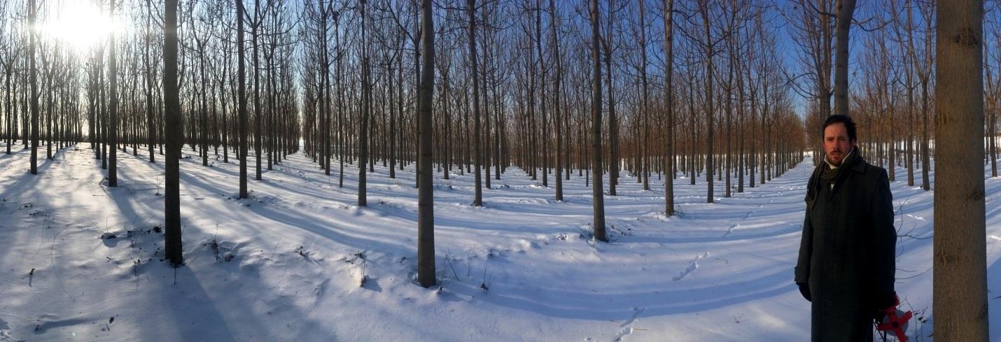 Fünf Jahre alte Paulownia-Plantage