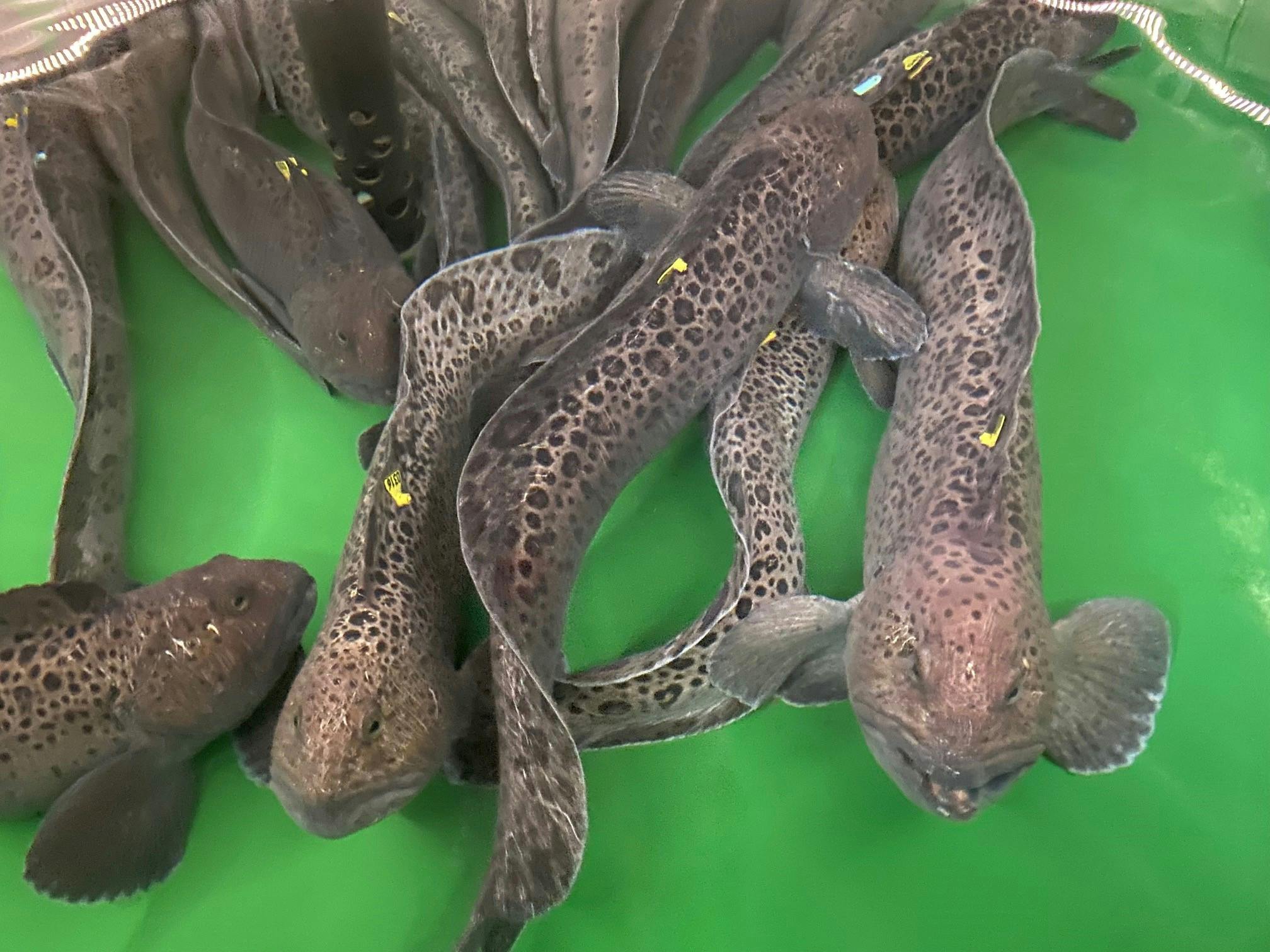 Fischfutter im Einsatz