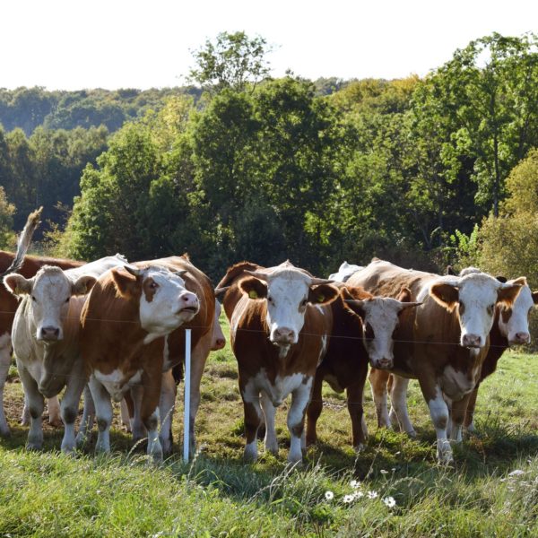 Animal salt in agriculture