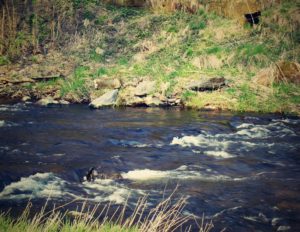 Gewässermonitoring