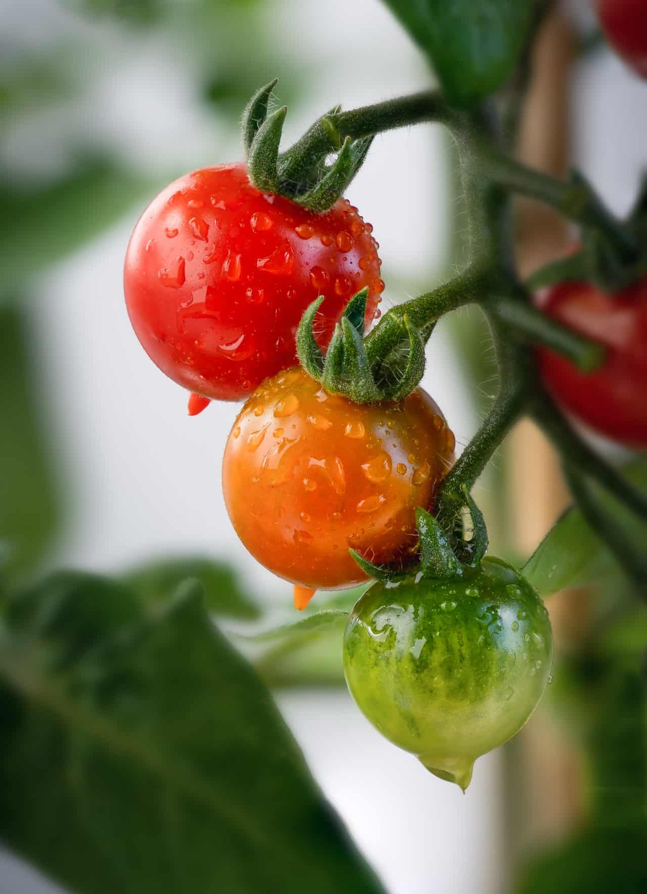 Obst- und Gemüsepflanzen