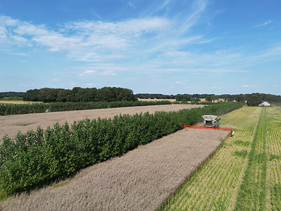 Ernte mit Mähdräscher im Agroforstsystem