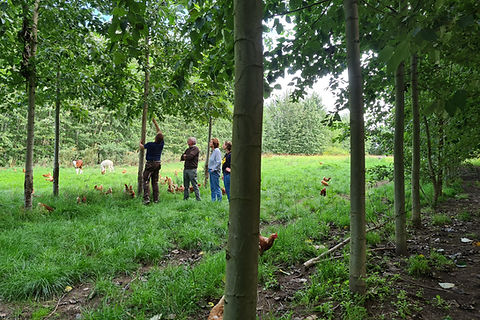 3-jähriges Agroforstsystem im Hühnerauslauf