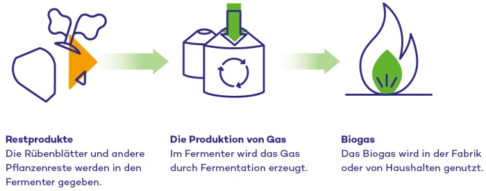 Grünes Gas (Biomethan) aus Rübenresten