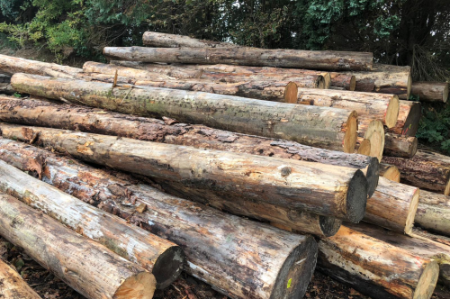 Construction timber