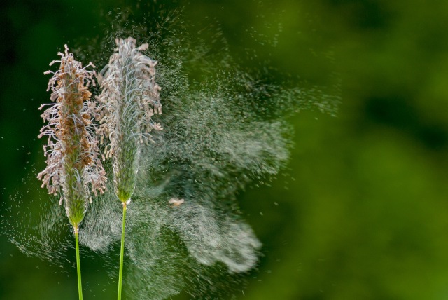Anwendung Allergiker
