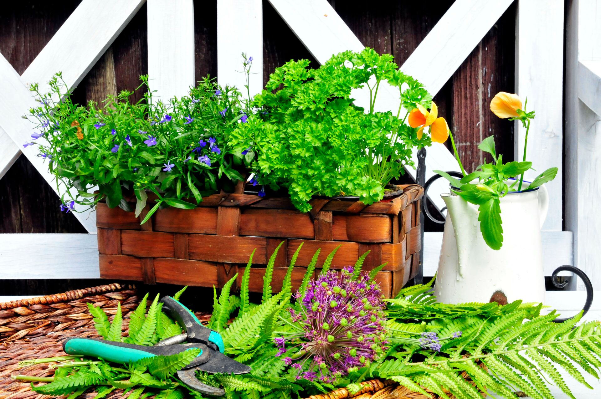 Gartenpflanzen