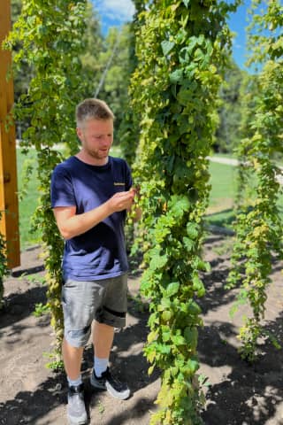 Hopfengarten im Ochsengarten