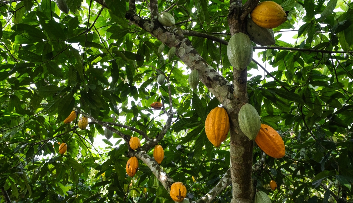 Kakaobohnenernte im Rahmen des Farming Programs