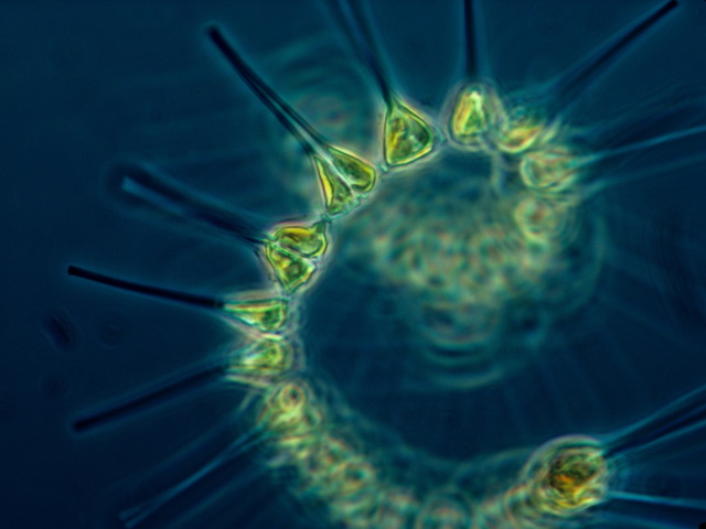 Phytoplankton