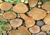 Holzdecke/Wandverkleidung