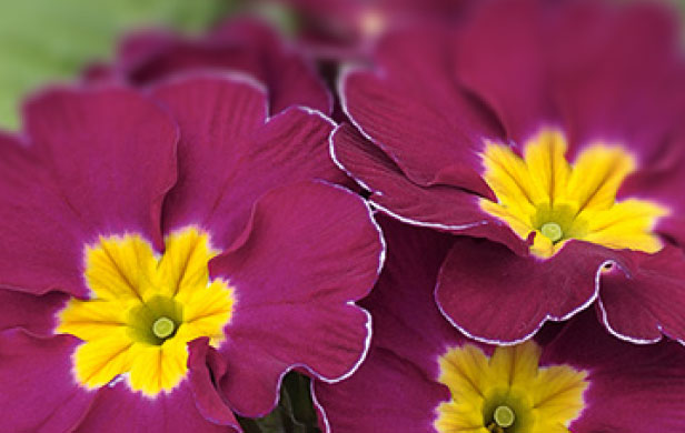 Primula acaulis el unistar purple