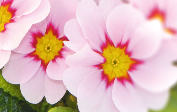 Primula acaulis fruelo apfelblüte