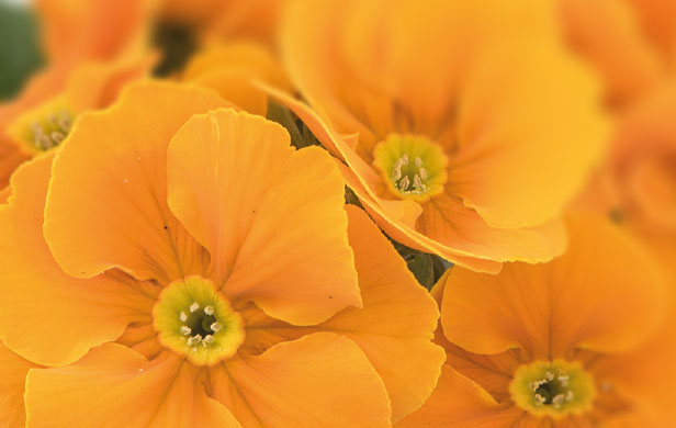 Primula acaulis gelaya orange