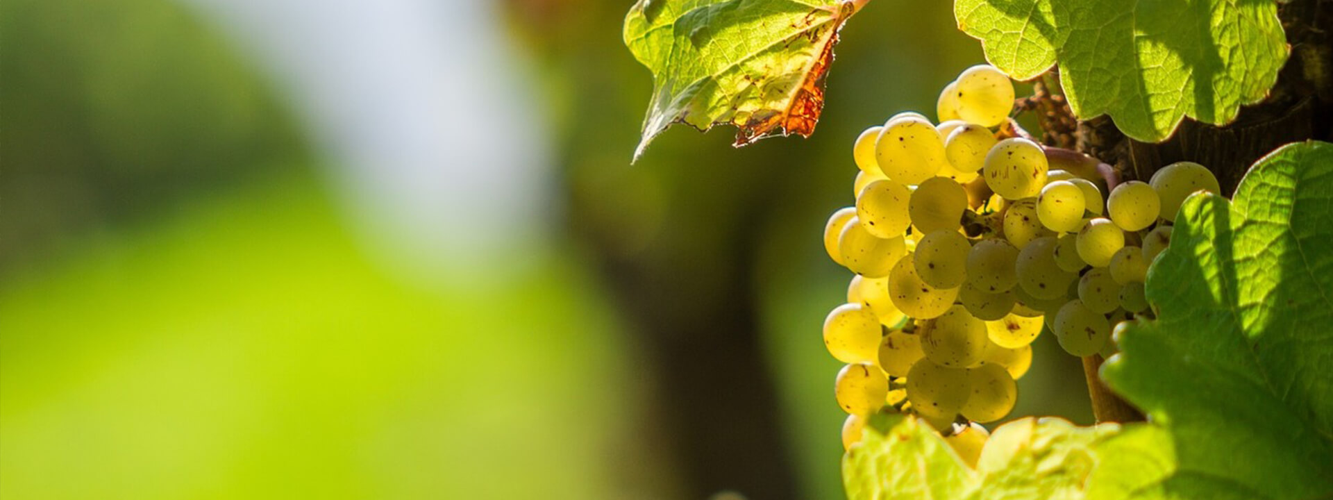 Weinsortiment