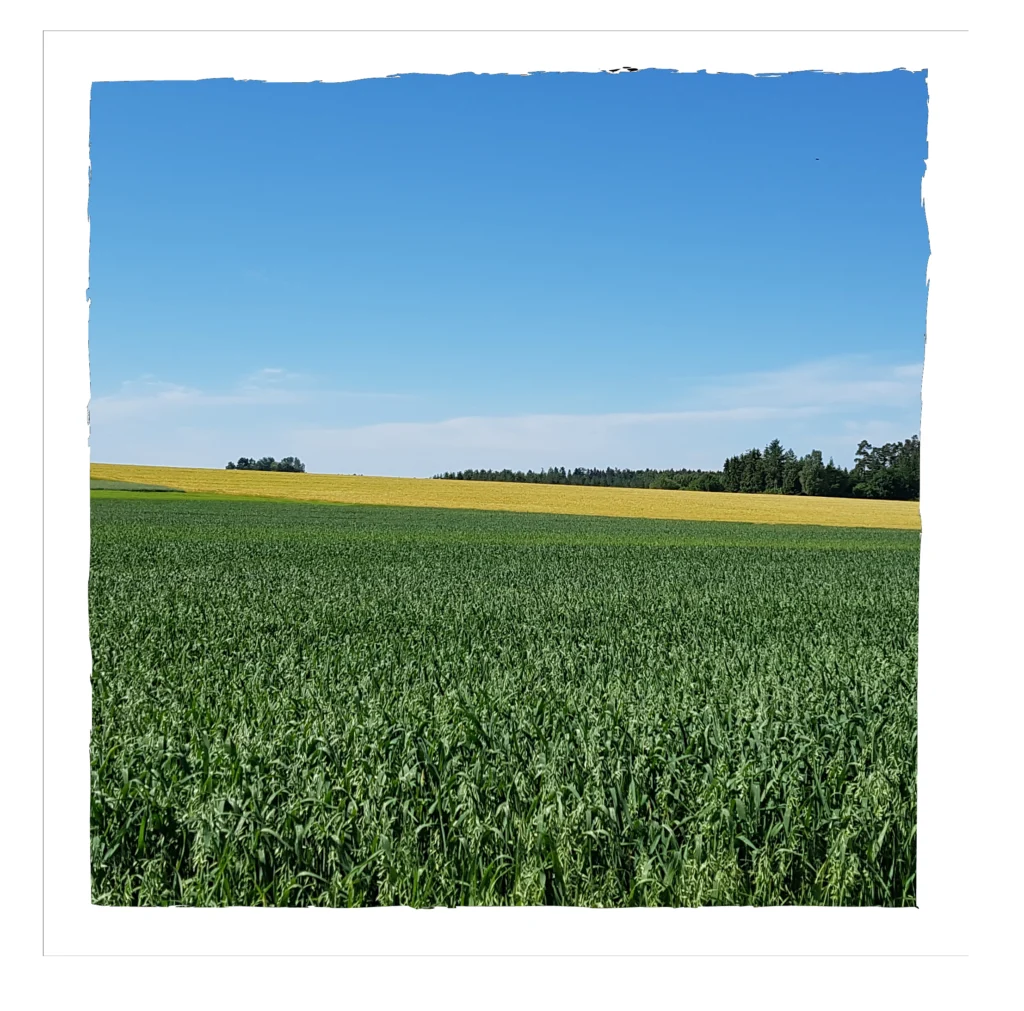Gerste – regionaler Rohstoff