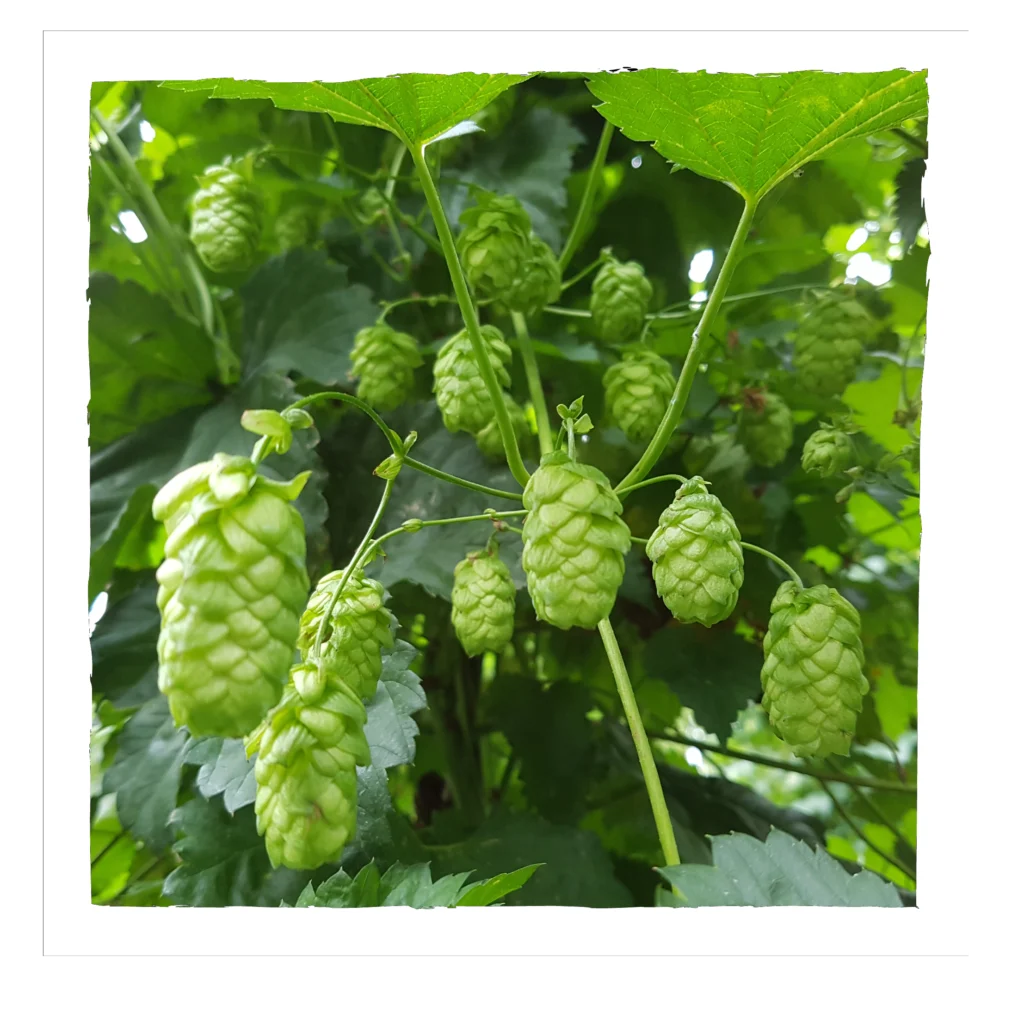 Hopfen aus dem eigenen Hopfengarten
