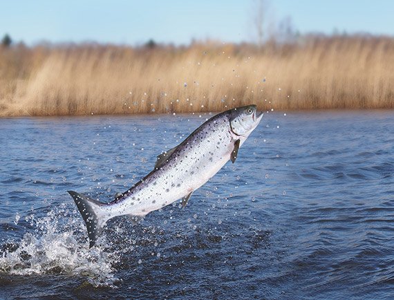 Lachs aus zertifizierter Herkunft