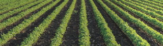Drip irrigation for field crops and vegetables