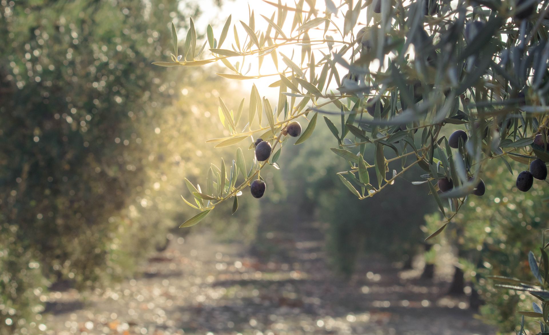 Kaltgepresstes Olivenöl aus Kreta