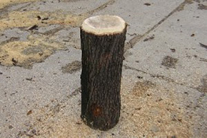 Fireplace wood / firewood