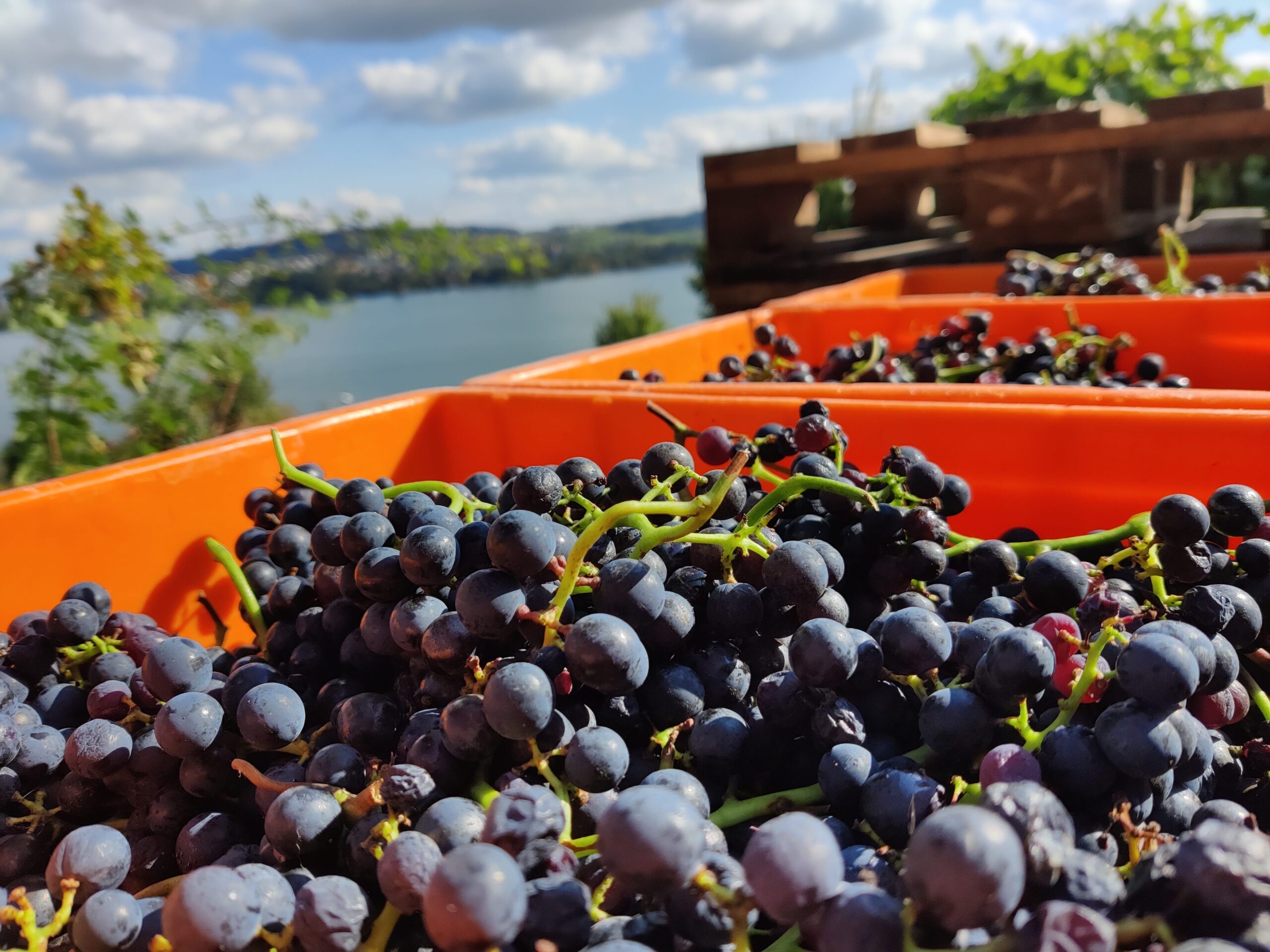 SiLOU Wines – Fertigung
