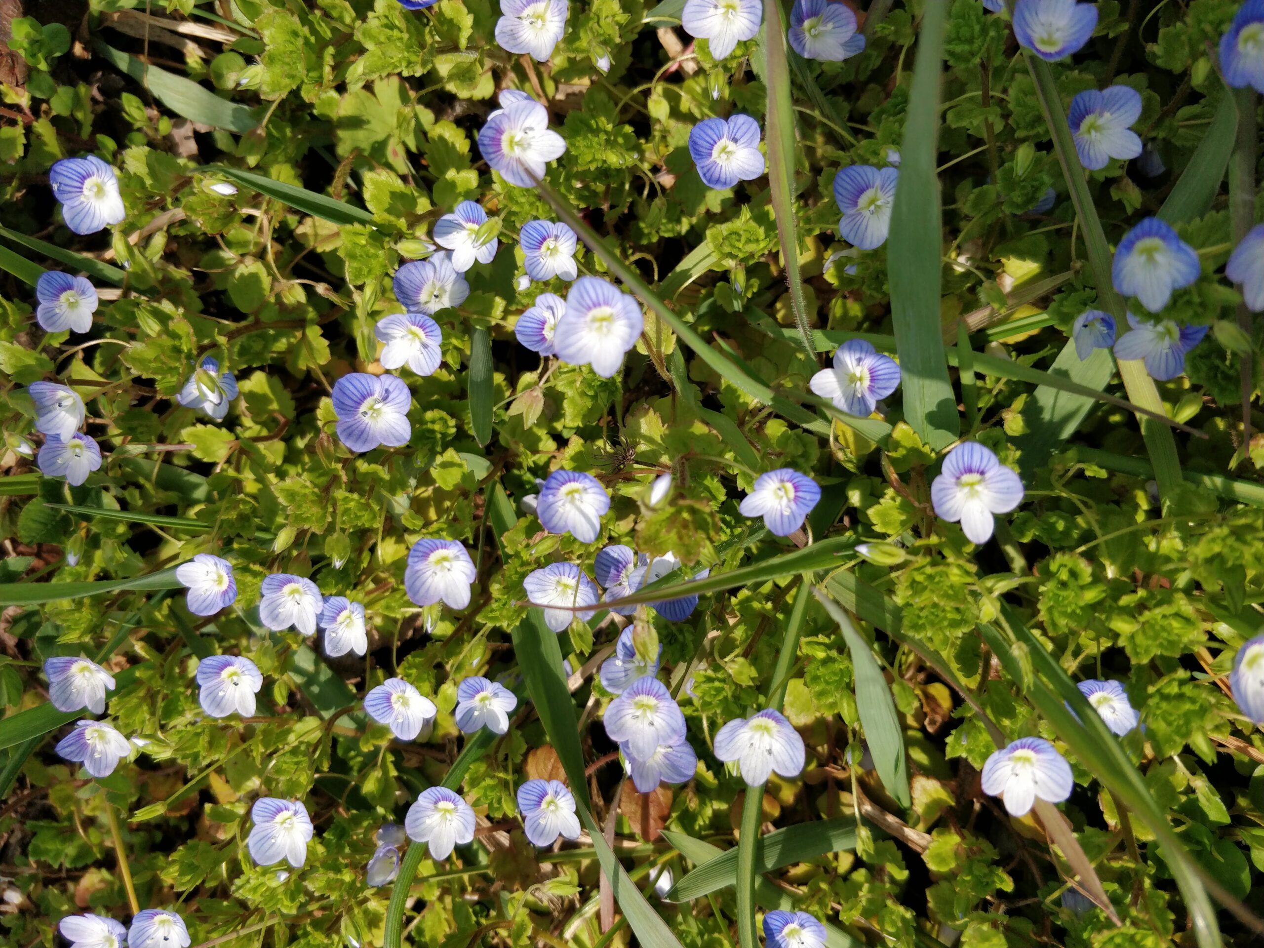 Erste Frühlingsboten im Rebberg