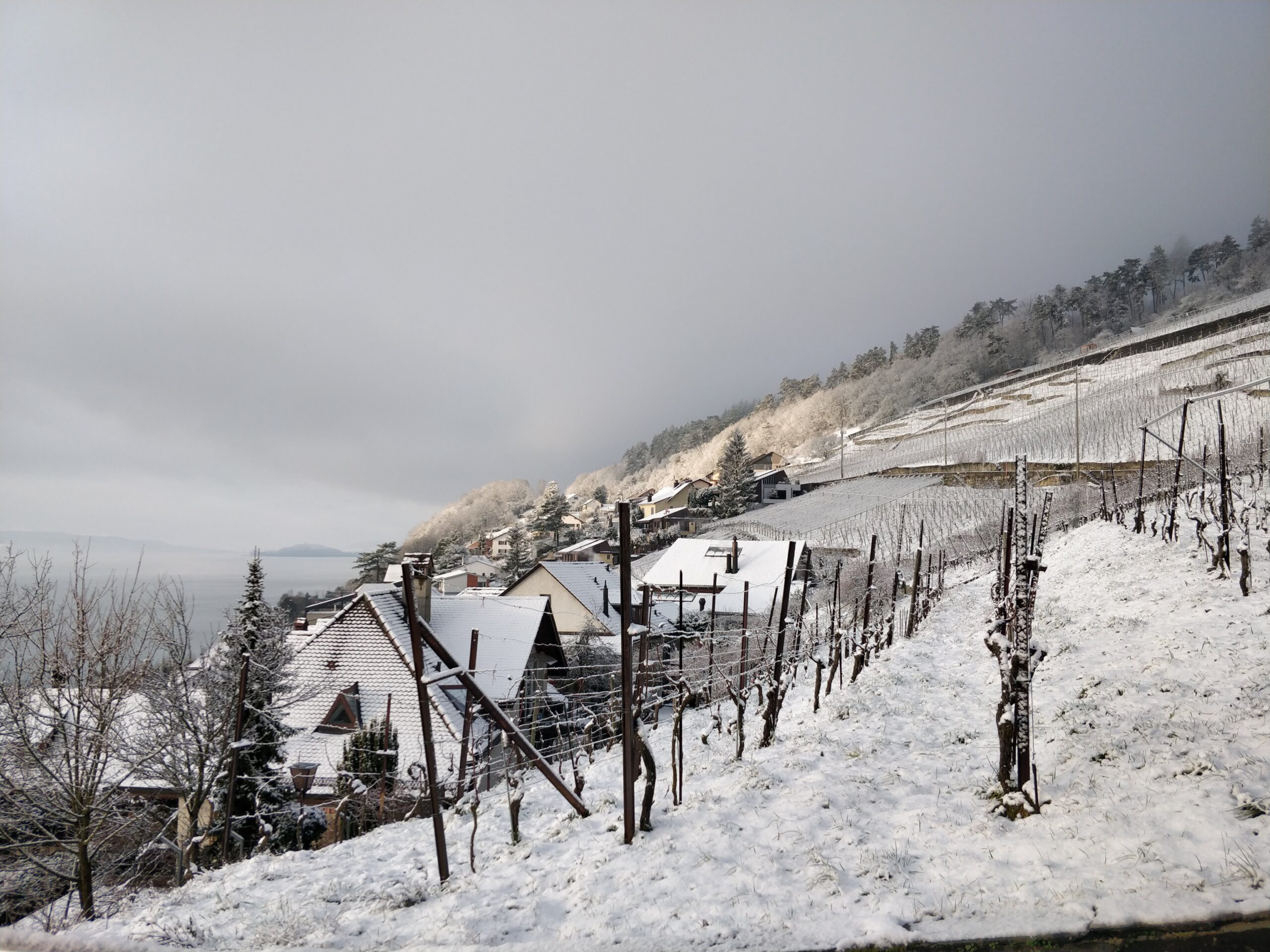 Winterliche Reben in Alfermee