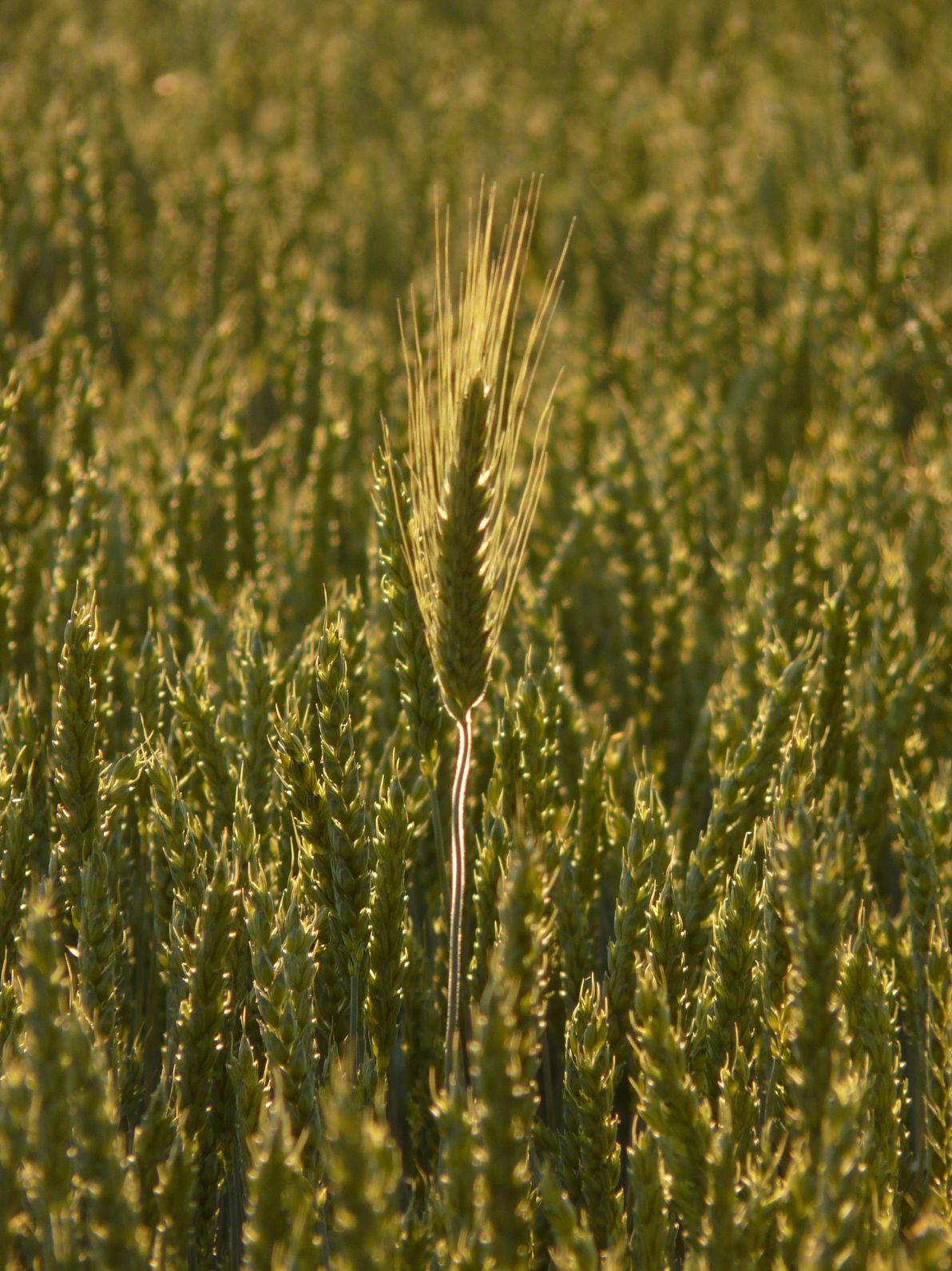 Getreideanalyse in Food & Feed