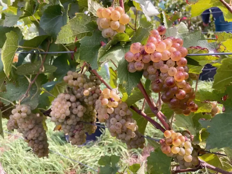 Weinberge des Weinguts