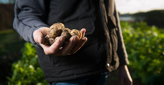 Kartoffelernte aus heimischem Anbau