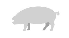 Standard-Schwein