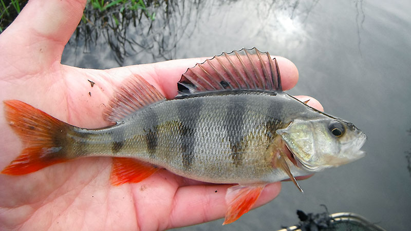 Fischökologisches Monitoring