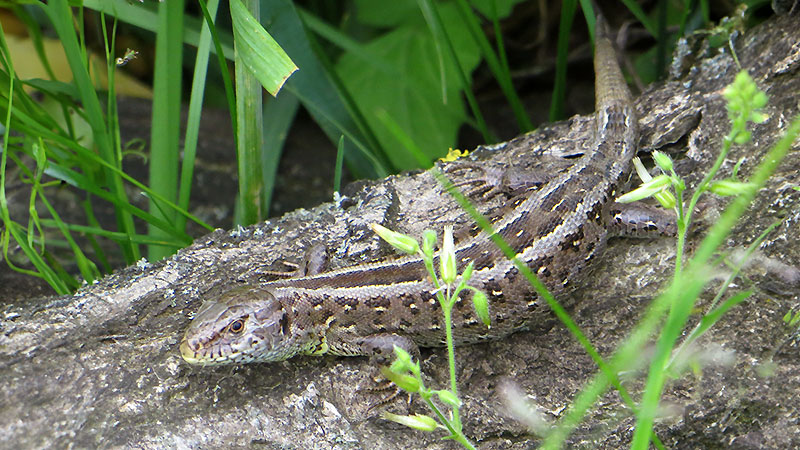 Lurche / Amphibien
