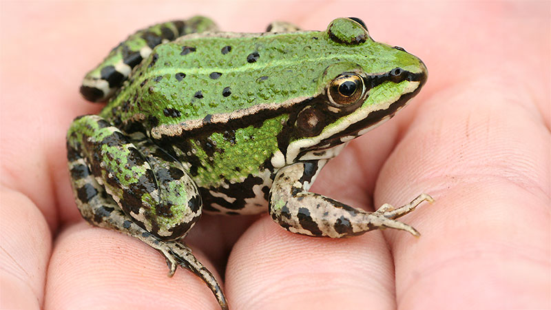 Amphibienerfassung