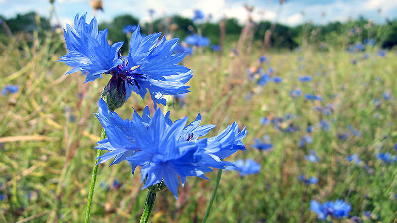 Blühende Wiese