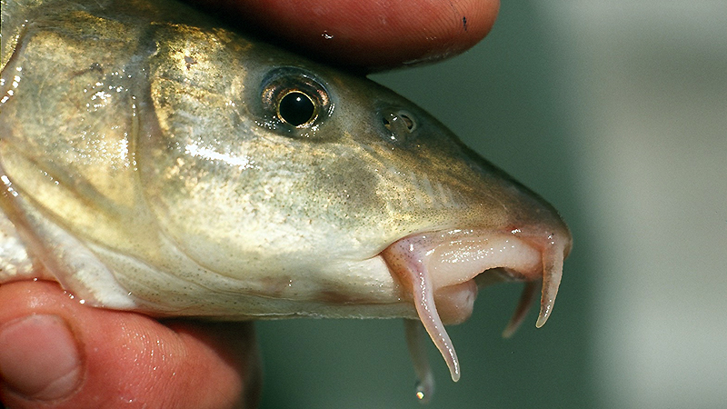 Fischbestandsuntersuchung