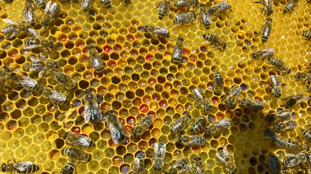 Bunte Waben aus eigener Imkerei