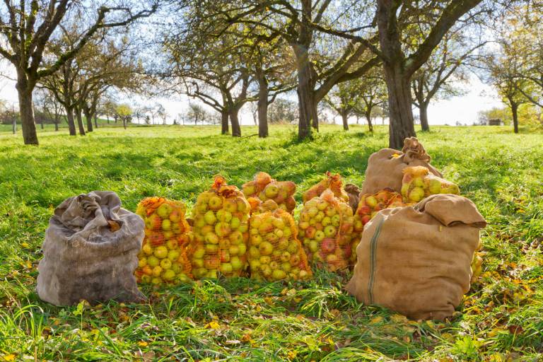 Pflege einer Streuobstwiese