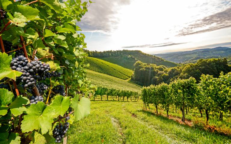 Einsatz im Weinbau an steilen Hängen