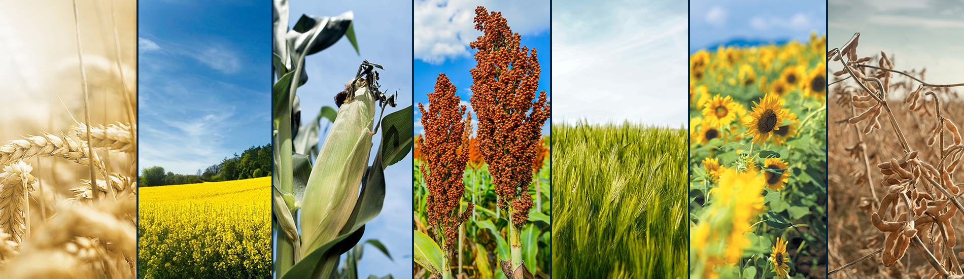 Crop Solutions – Erntevorsätze
